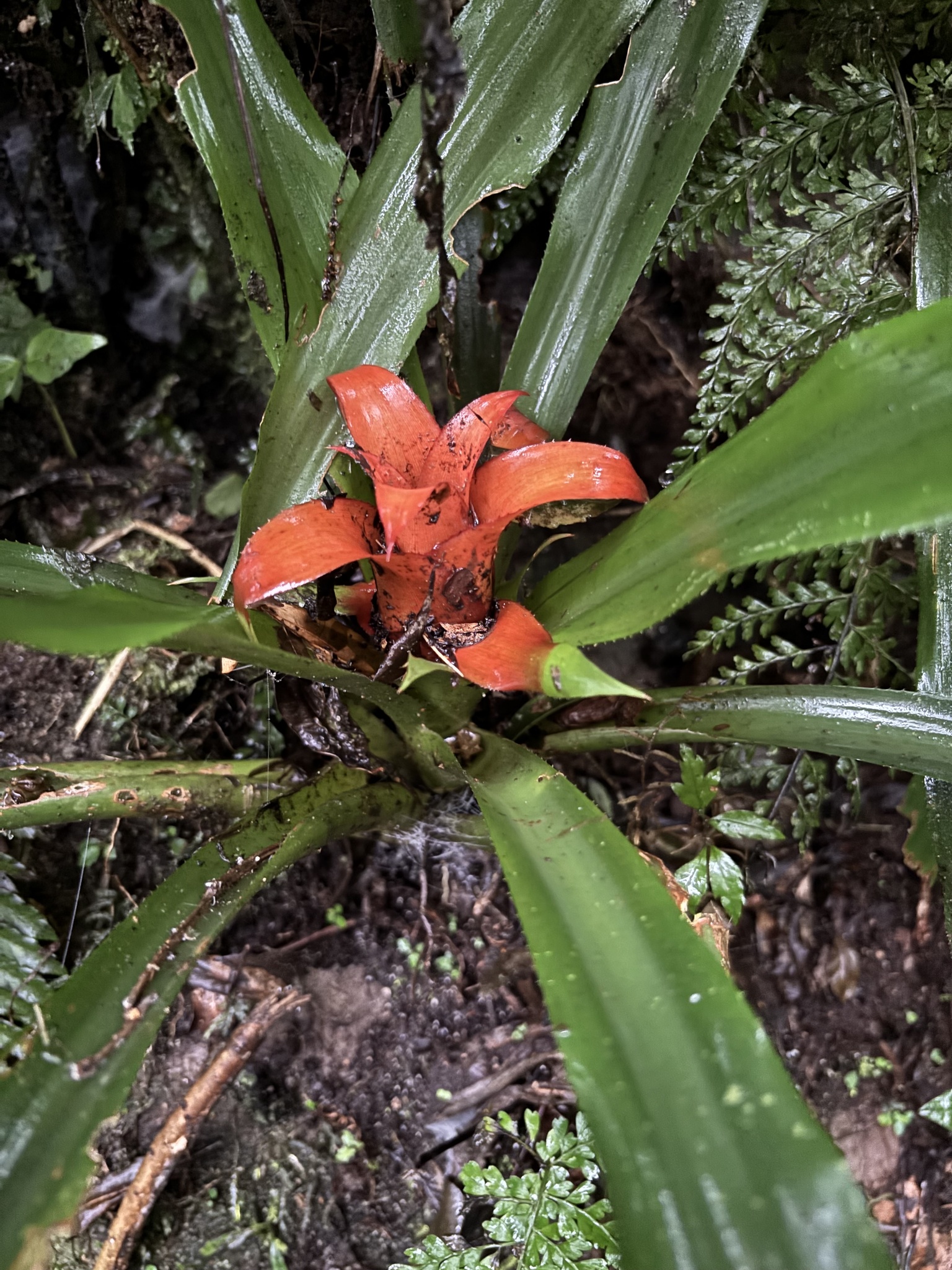 Nidularium amazonicum
