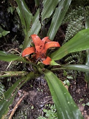 Nidularium amazonicum