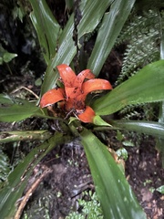 Nidularium amazonicum, photograph (c) LPB, some rights reserved (CC BY)