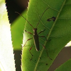 Calliprason sinclairi