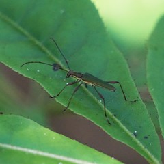 Calliprason sinclairi