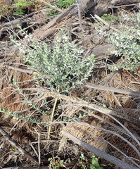 Podalyria myrtillifolia