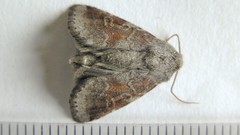 Oligia minuscula