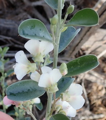 Podalyria myrtillifolia