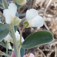 Podalyria myrtillifolia