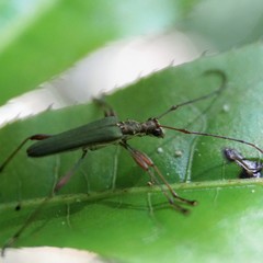 Calliprason sinclairi