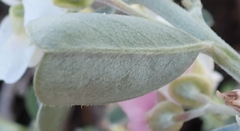 Podalyria myrtillifolia