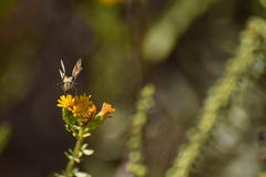 Hesperiidae