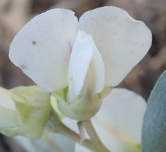 Podalyria myrtillifolia