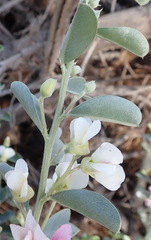 Podalyria myrtillifolia