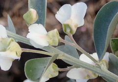 Podalyria myrtillifolia