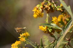 Hesperiidae