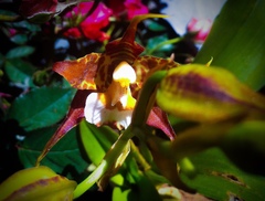 Rhynchostele cordata