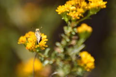 Hesperiidae