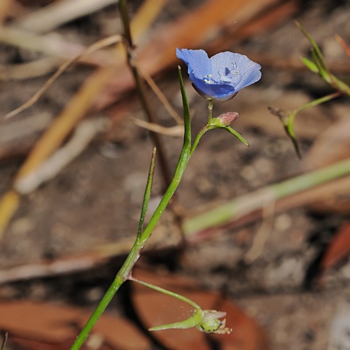 Commelina agrostophylla (Commelina agrostophylla)