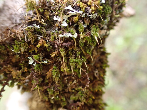 Holomitrium perichaetiale observed 2025-02-26