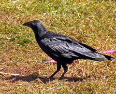 Corvus rhipidurus