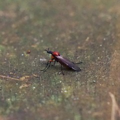 Dilophus nigrostigma