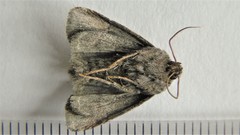 Oligia minuscula