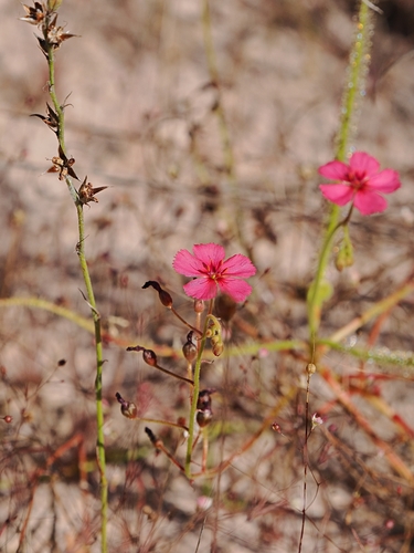 Drosera fragrans (Drosera fragrans)