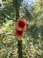 Campsis radicans image