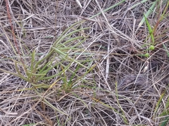 Phemeranthus rugospermus