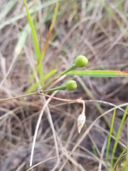 Phemeranthus rugospermus