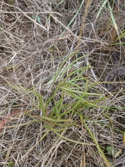 Phemeranthus rugospermus