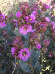 Mirabilis alipes
