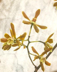 Prosthechea varicosa