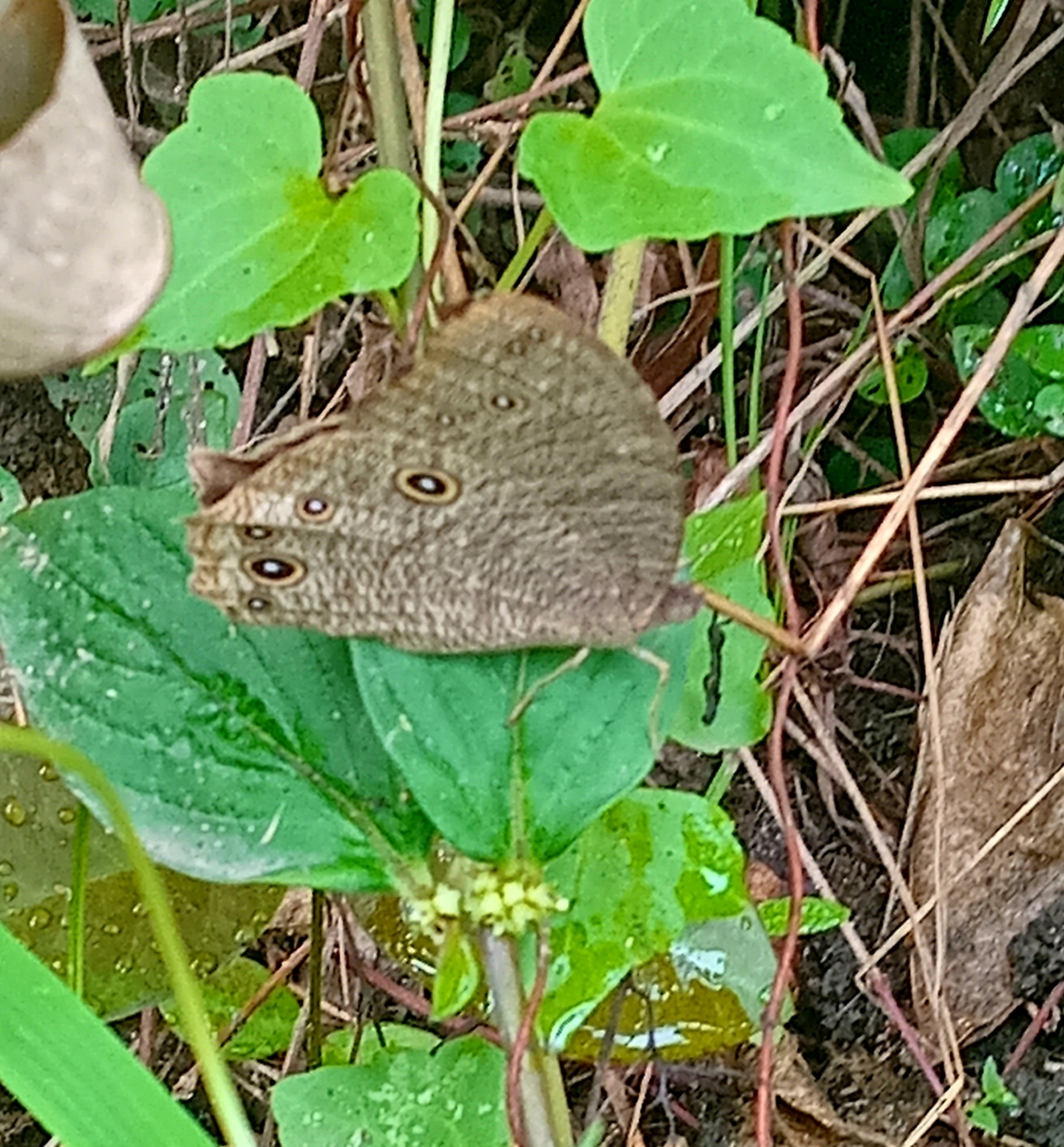 Common Evening Brown