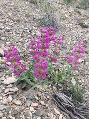 Penstemon monoensis