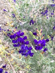 Psorothamnus arborescens minutifolius