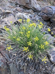 Cymopterus petraeus