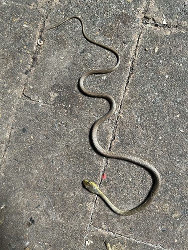 Common Tree Snake sighting