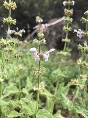Stachys stebbinsii