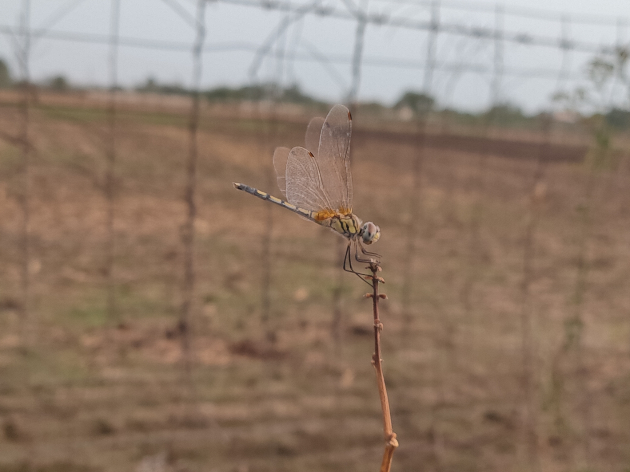 Long-Legged Marsh Glider