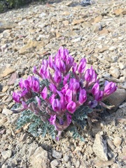 Astragalus newberryi var. newberryi
