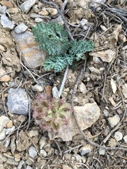 Vesper purpurascens