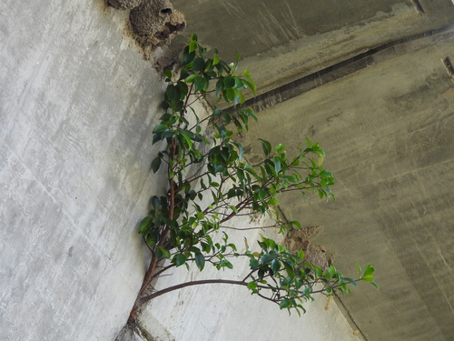 iNaturalist observation photo of Chinese banyan