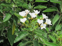Cordia boissieri