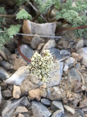 Cymopterus aboriginum