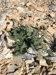 Cymopterus aboriginum