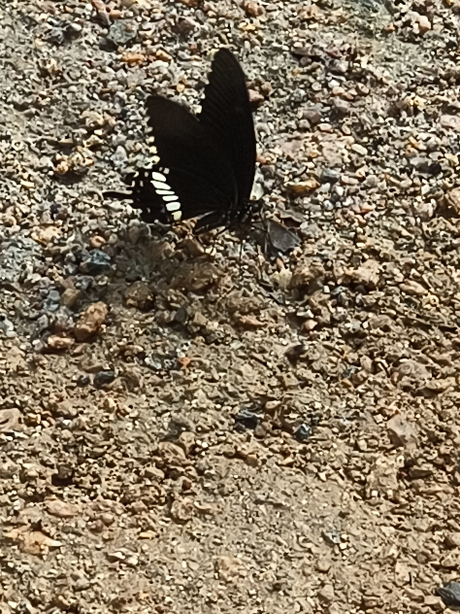 Common Mormon
