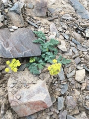 Lomatium foeniculaceum fimbriatum