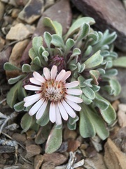 Townsendia scapigera