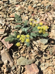 Lomatium foeniculaceum fimbriatum