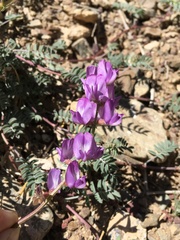Astragalus inyoensis