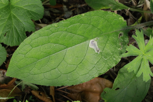 Leafminer fly