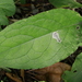 Agromyza abiens - Photo no rights reserved, uploaded by Stephen James McWilliam